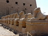 Karnak Temple Amon Allee Sphinx Belier 0597